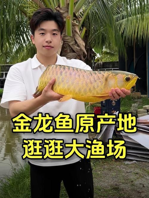 金龍魚的發源地在哪