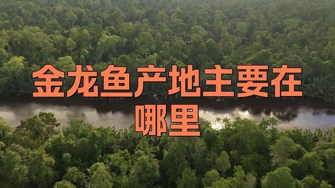 金龍魚的發源地在哪