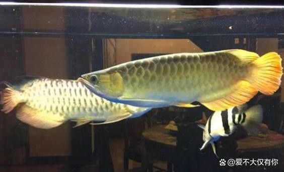 金龍魚的發源地在哪