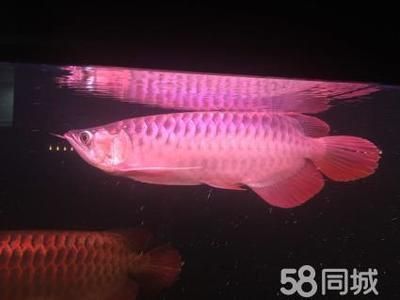 中國最大的龍魚批發市場（中國最大的龍魚批發市場位于廣州市花地越和花鳥魚蟲市場） 中國最大的龍魚批發市場（中國最大的龍魚批發市場位于廣州市花地越和花鳥魚蟲市場） 龍魚百科 第2張