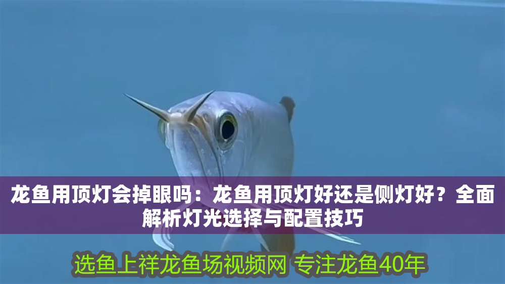 龍魚用頂燈會掉眼嗎：龍魚用頂燈好還是側(cè)燈好？全面解析燈光選擇與配置技巧