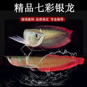黃化銀龍魚發色過程【黃化銀龍魚發色過程第二階段黃化銀龍魚發色過程過程】