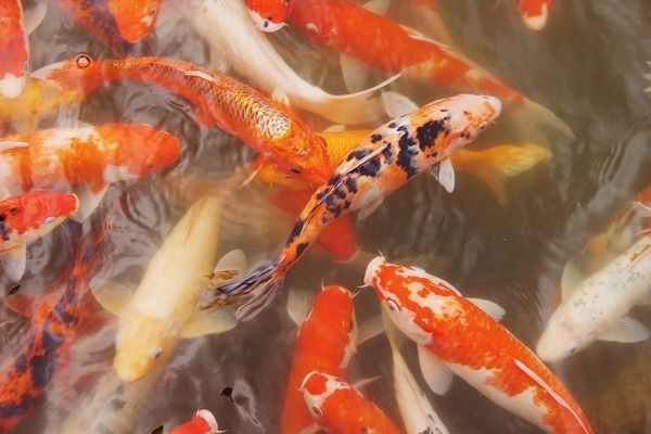 龍魚怎么用燈：龍魚燈光照射技巧 龍魚怎么用燈：龍魚燈光照射技巧 龍魚百科 第2張