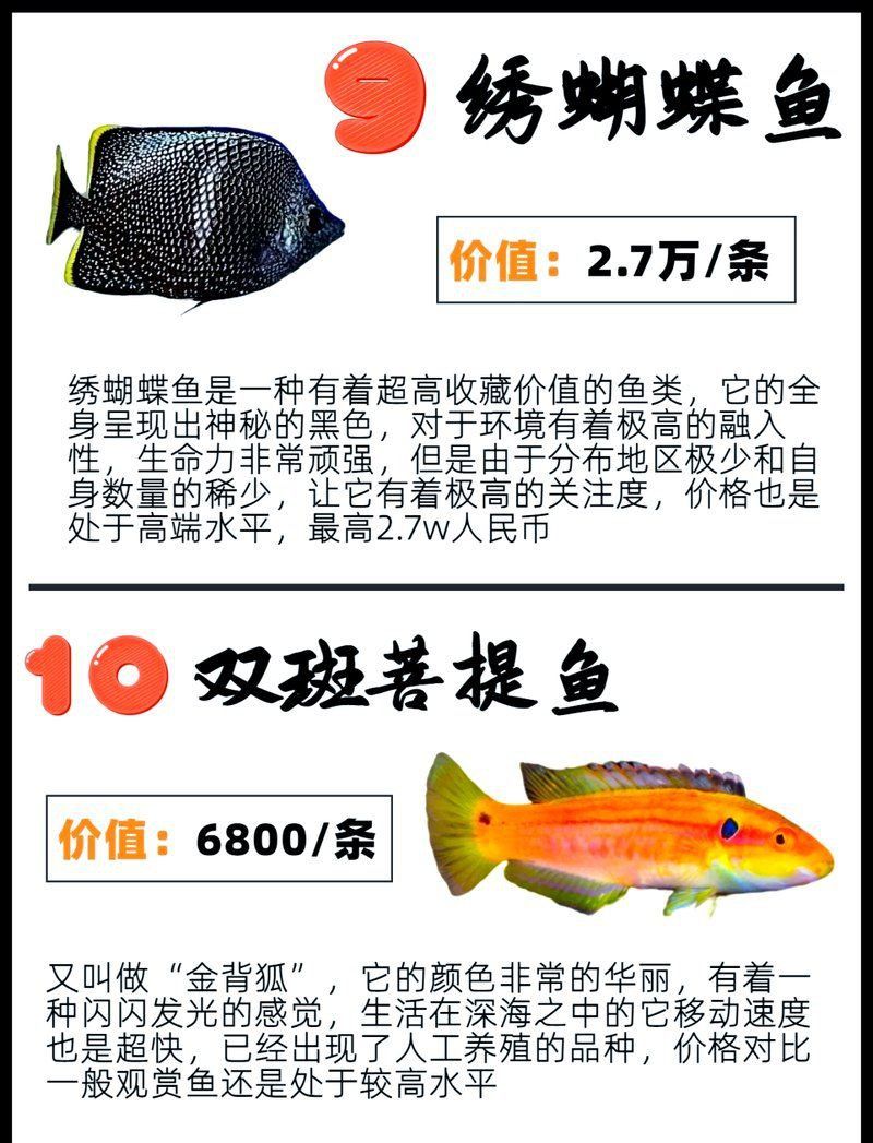 錦鯉樓蘭多少錢一只