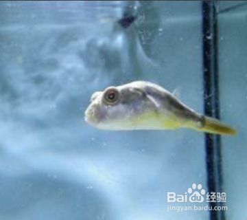 狗頭魚適宜水溫范圍, 龍魚百科 第5張 狗頭魚適宜水溫范圍, 狗頭魚適宜水溫范圍, 龍魚百科 第5張