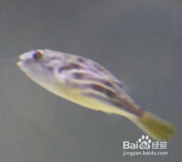 狗頭魚適宜水溫范圍, 龍魚百科 第3張 狗頭魚適宜水溫范圍, 狗頭魚適宜水溫范圍, 龍魚百科 第3張