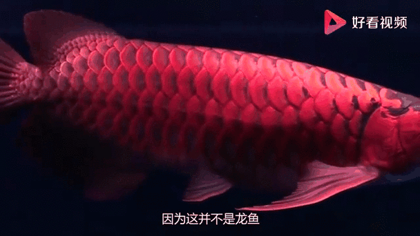 有沒有紅龍魚動態壁紙推薦？