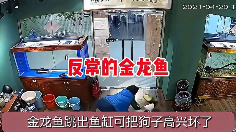 金龍魚(yú)跳缸有哪些案例