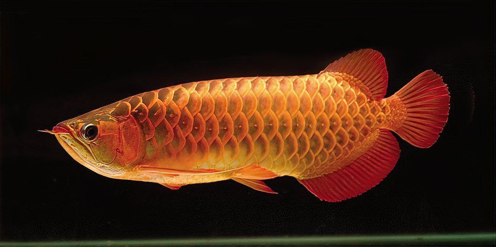 龍魚傷口自愈后如何護理？