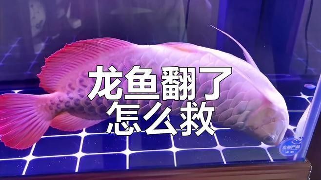 龍魚水涼了翻身怎么處理 龍魚水涼了翻身怎么處理 龍魚百科 第1張