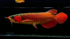 超級紅龍和辣椒紅龍的區(qū)別：超級紅龍和辣椒紅龍的區(qū)別, 超級紅龍和辣椒紅龍的區(qū)別：超級紅龍和辣椒紅龍的區(qū)別, 龍魚百科 第3張