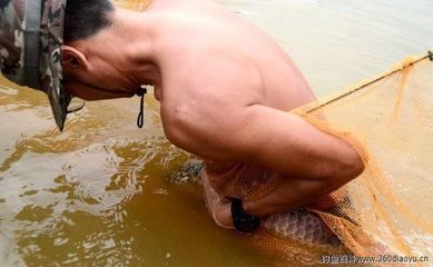 龍魚(yú)苗子什么時(shí)候有卵泡發(fā)育：龍魚(yú)卵泡發(fā)育時(shí)間主要集中在它們的繁殖季節(jié)