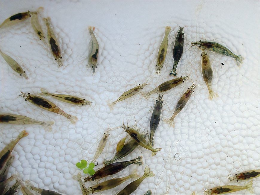 金龍魚吃面包蟲還是大麥蟲