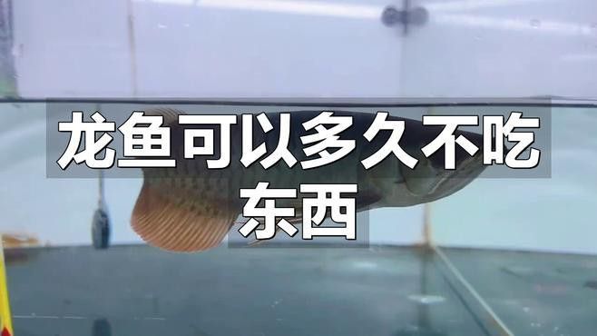 龍魚多久不吃會餓死？