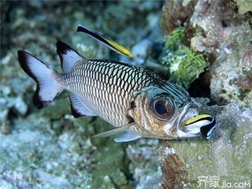 龍魚吃清潔工，龍魚與清潔工魚共存的最佳實踐