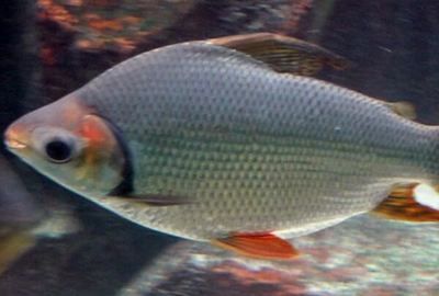 龍魚吃清潔工，龍魚與清潔工魚共存的最佳實踐