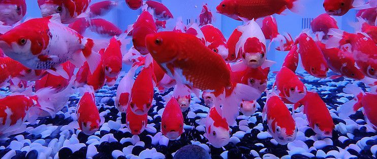 龍魚吃清潔工，龍魚與清潔工魚共存的最佳實踐