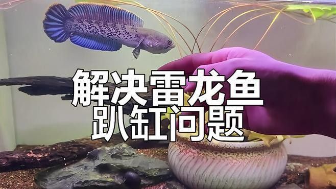 雷龍魚趴在魚缸不動怎么辦呢