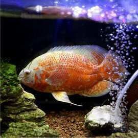 龍魚(yú)價(jià)格多少錢(qián)