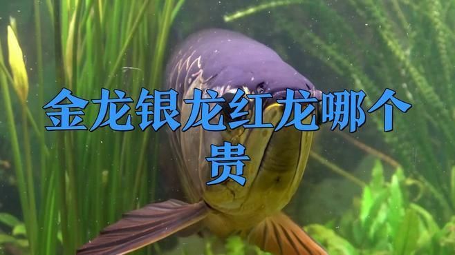 龍魚價格多少錢