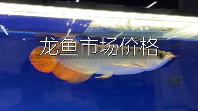 龍魚價格多少錢