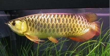金龍魚吃什么增色快一點:金龍魚吃什么會上色快 龍魚百科 第7張 金龍魚吃什么增色快一點:金龍魚吃什么會上色快 金龍魚吃什么增色快一點:金龍魚吃什么會上色快 龍魚百科 第7張