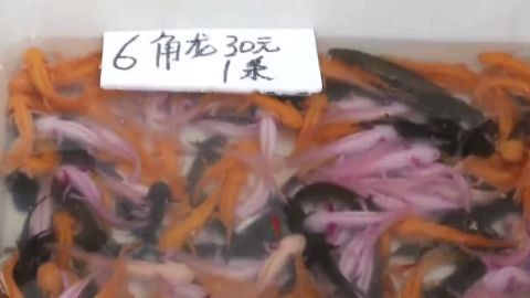 六角龍魚(yú)貴嗎（六角龍魚(yú)價(jià)格對(duì)比六角龍魚(yú)幼魚(yú)與成魚(yú)價(jià)格對(duì)比）