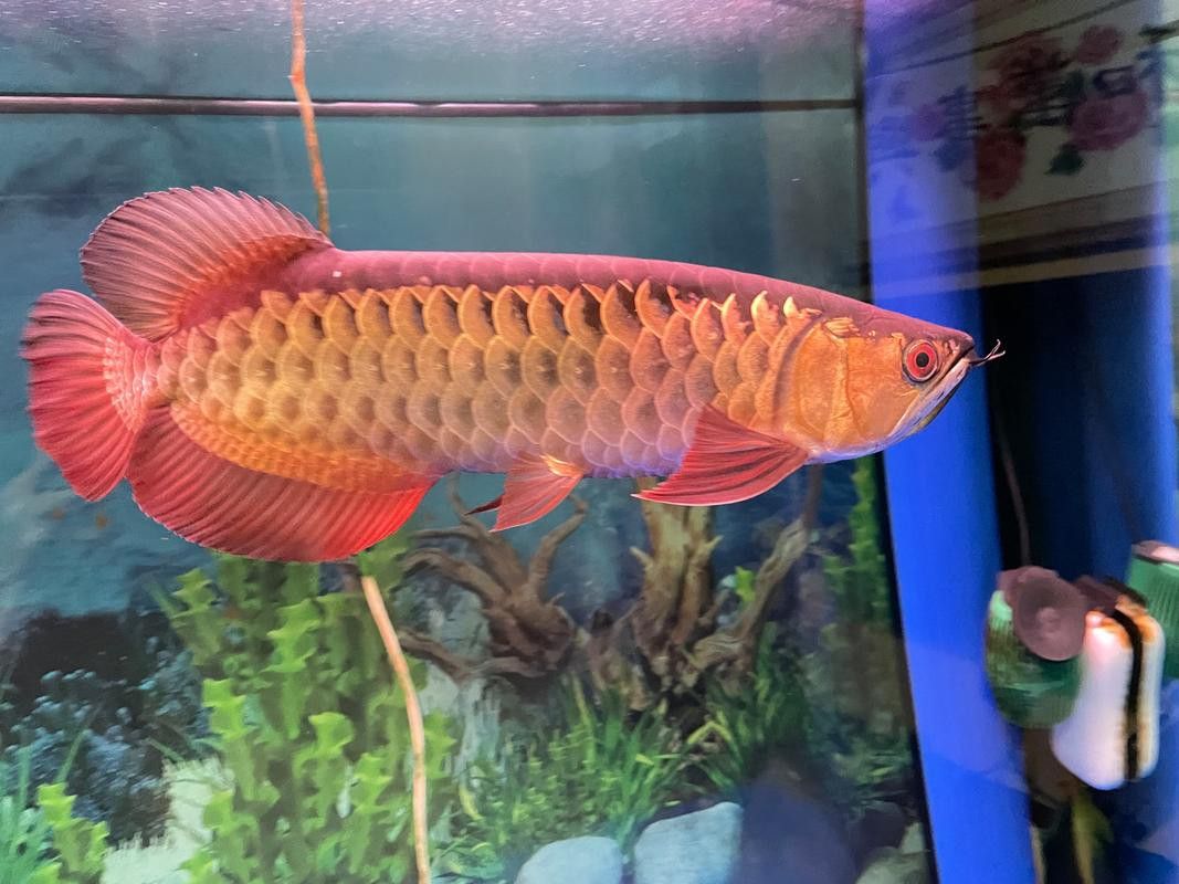 金龍魚品種圖片大全