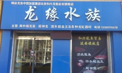 北京和興龍魚官網：北京和興龍魚官方商城