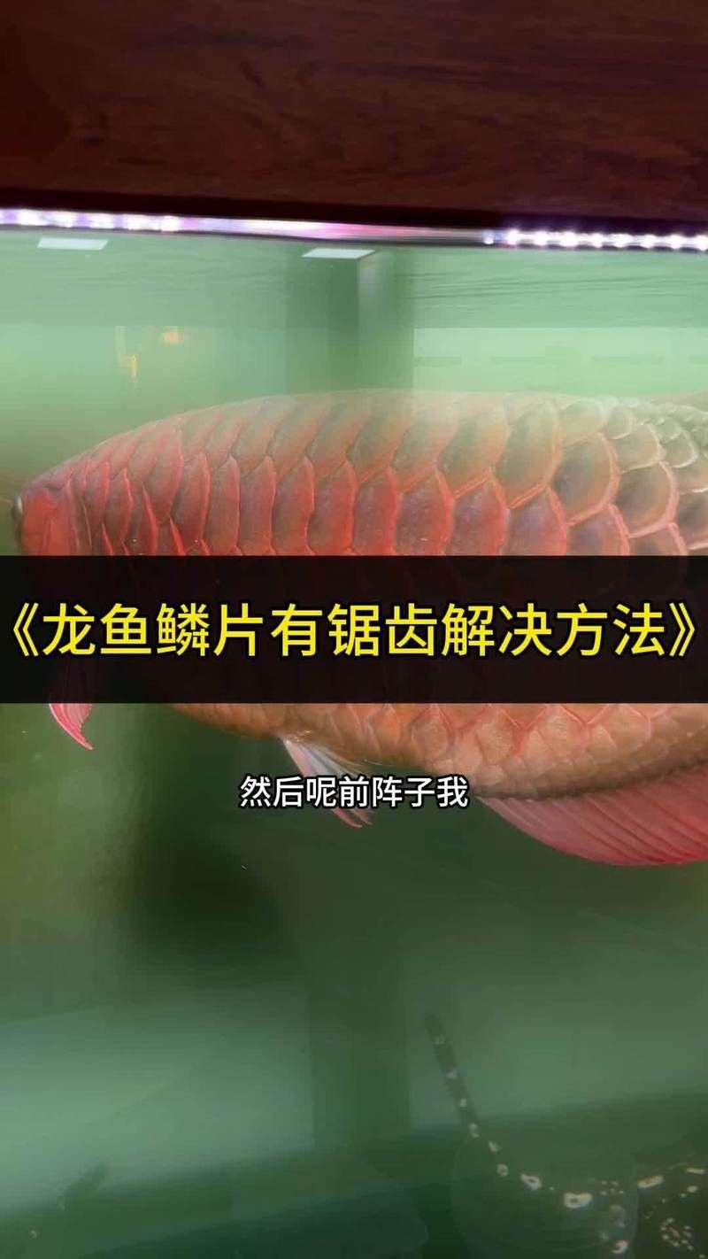 龍魚如何做檢疫檢測