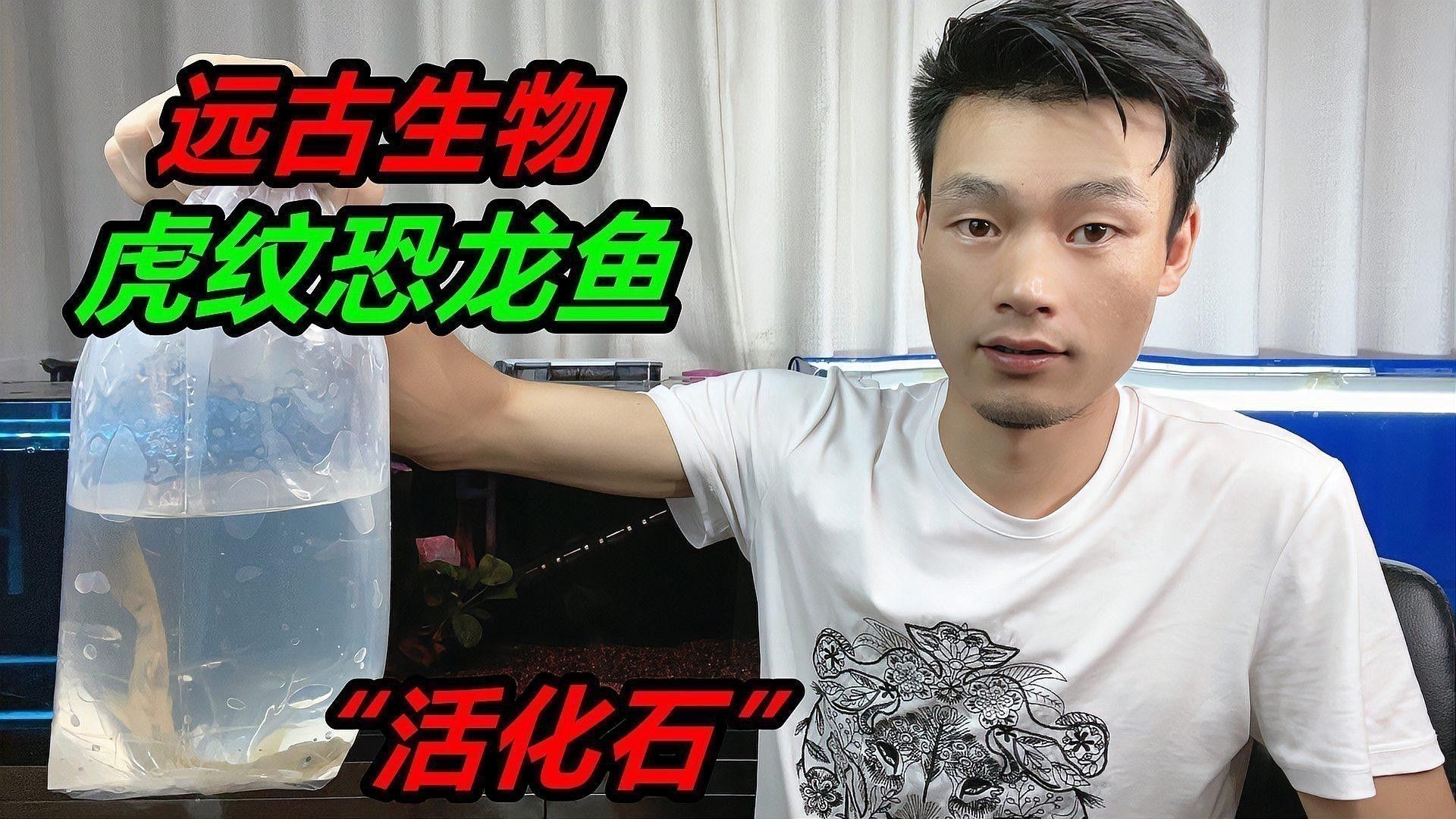 虎斑恐龍魚飼養(yǎng)技巧視頻大全圖片 虎斑恐龍魚飼養(yǎng)技巧視頻大全圖片 龍魚百科 第2張