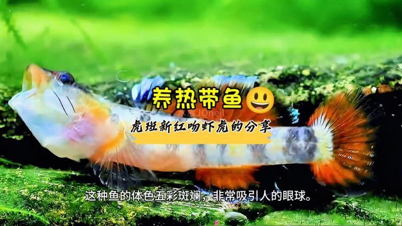 虎斑恐龍魚飼養(yǎng)技巧視頻大全圖片 虎斑恐龍魚飼養(yǎng)技巧視頻大全圖片 龍魚百科 第6張