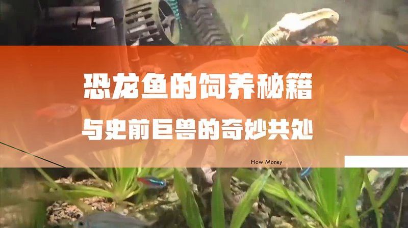 虎斑恐龍魚飼養(yǎng)技巧視頻大全圖片 虎斑恐龍魚飼養(yǎng)技巧視頻大全圖片 龍魚百科 第5張