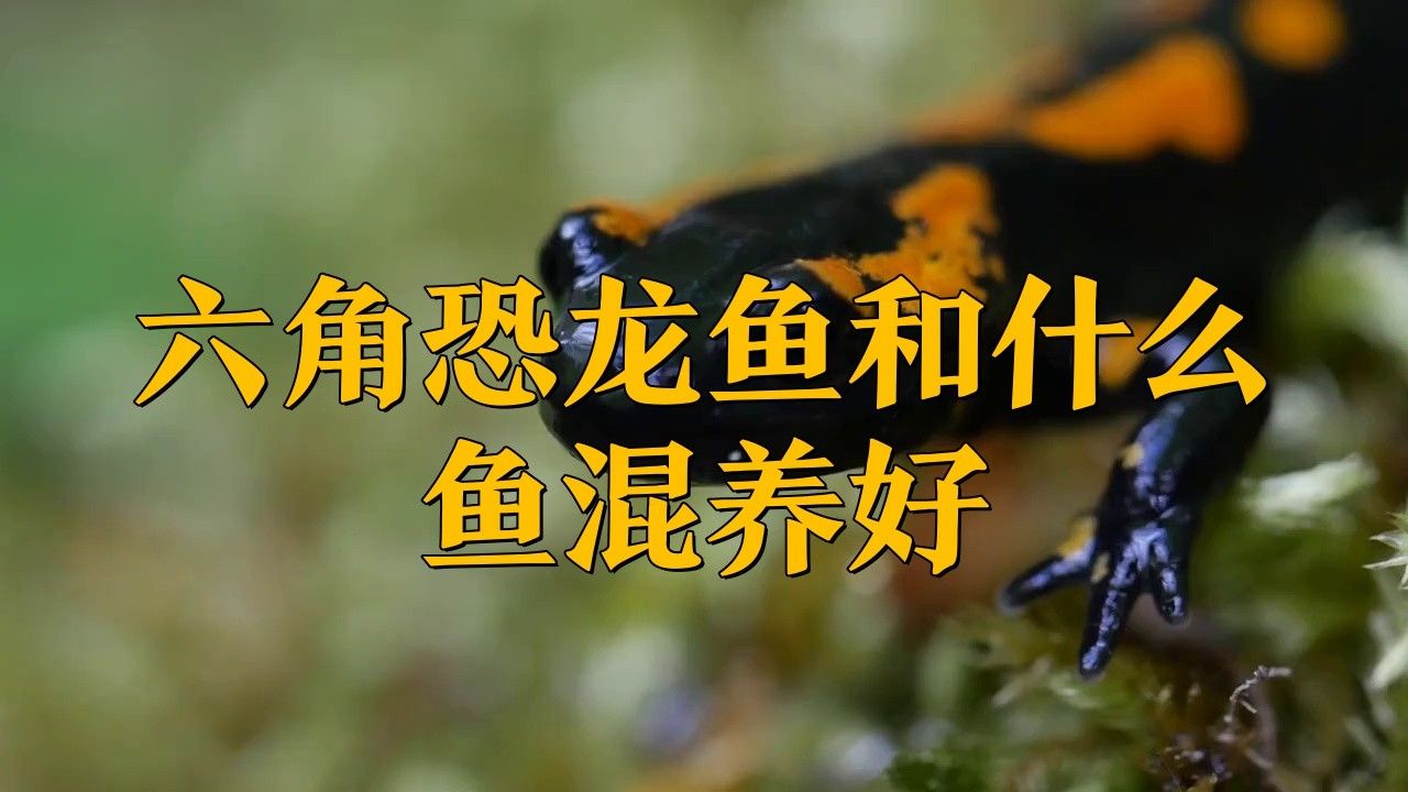 虎斑恐龍魚飼養(yǎng)技巧視頻大全圖片 虎斑恐龍魚飼養(yǎng)技巧視頻大全圖片 龍魚百科 第11張