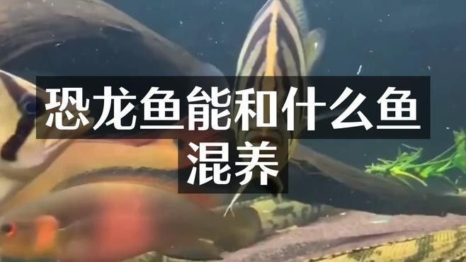 虎斑恐龍魚飼養(yǎng)技巧視頻大全圖片 虎斑恐龍魚飼養(yǎng)技巧視頻大全圖片 龍魚百科 第16張
