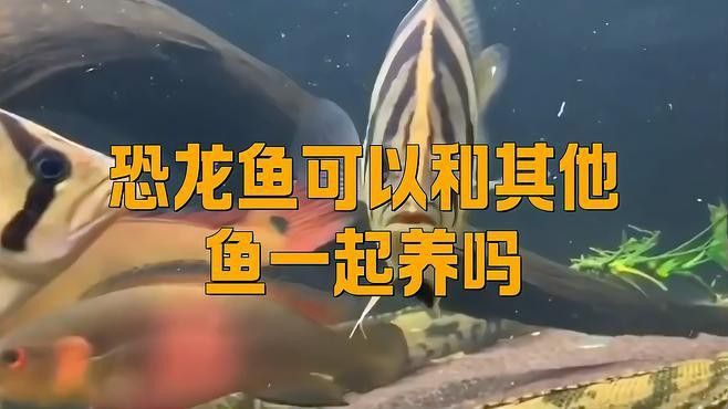 虎斑恐龍魚飼養(yǎng)技巧視頻大全圖片 虎斑恐龍魚飼養(yǎng)技巧視頻大全圖片 龍魚百科 第14張