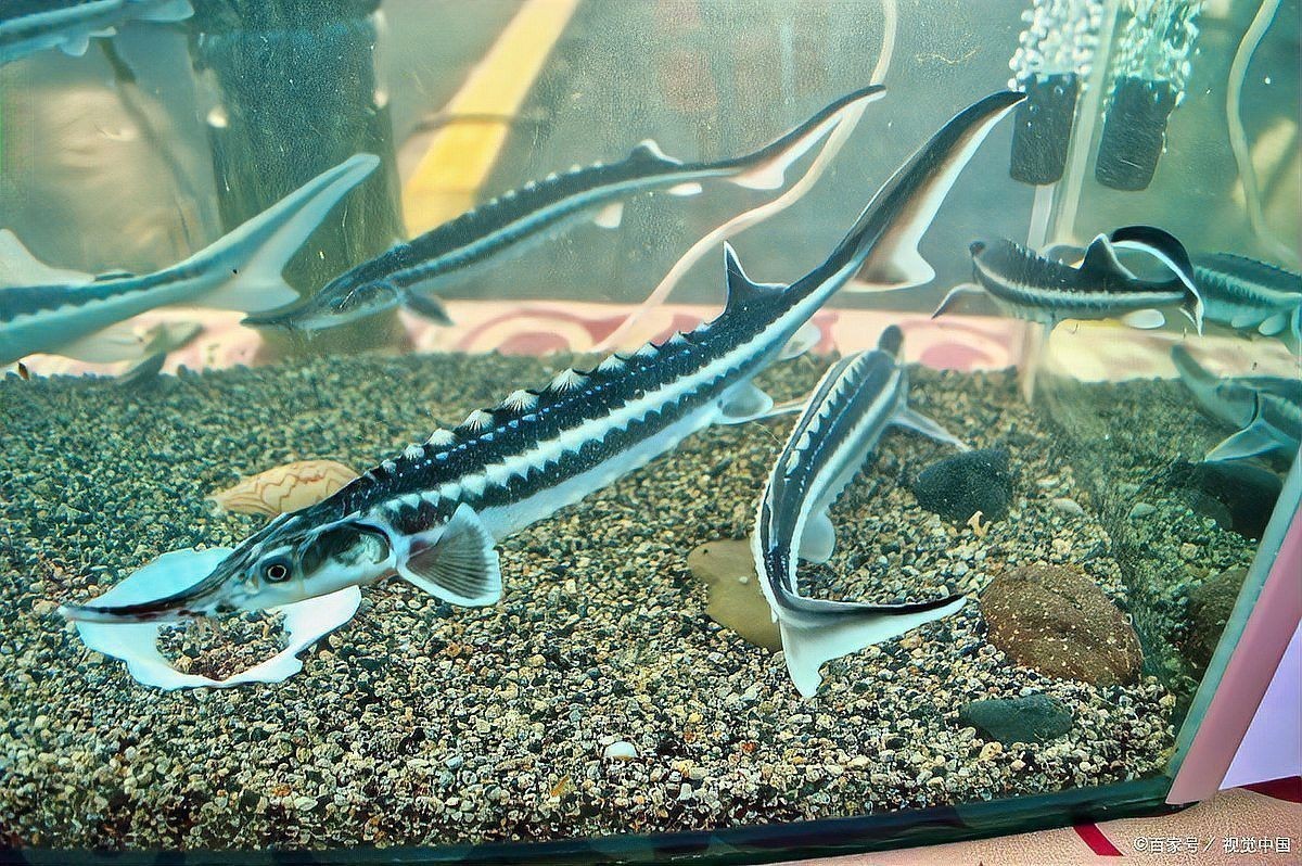 虎斑恐龍魚飼養(yǎng)技巧視頻大全圖片 虎斑恐龍魚飼養(yǎng)技巧視頻大全圖片 龍魚百科 第18張