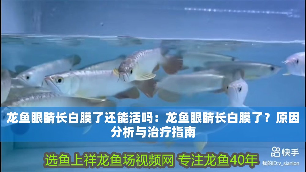 龍魚眼睛長白膜了還能活嗎：龍魚眼睛長白膜了？原因分析與治療指南