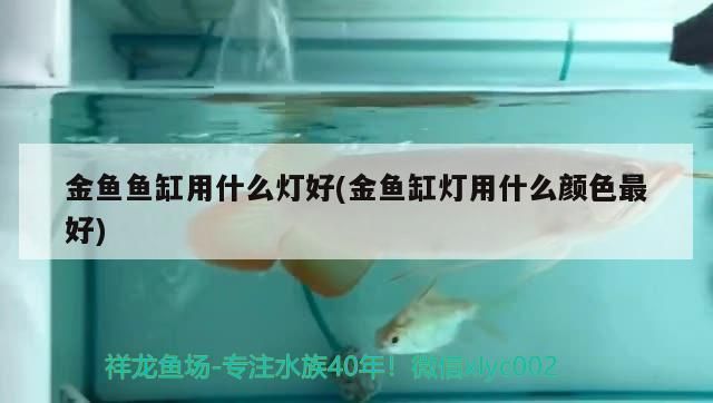 金魚魚缸用什么燈好(金魚缸燈用什么顏色最好)