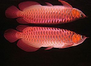 賓利紅龍魚是什么品種 賓利紅龍魚是什么品種 龍魚百科 第3張