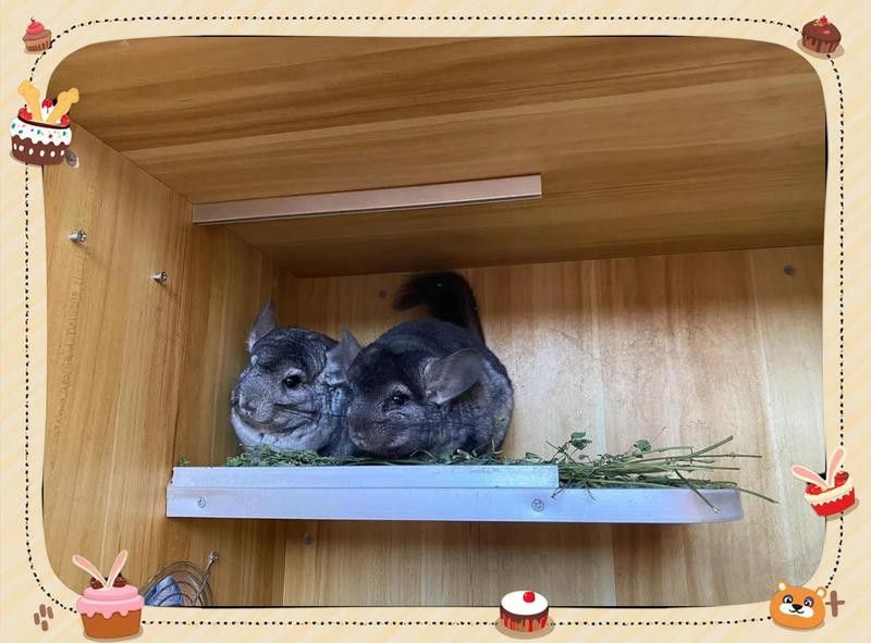 龍貓和貓能一起睡覺嗎？