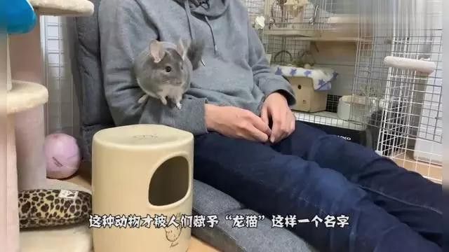 龍貓和貓能一起睡覺嗎？