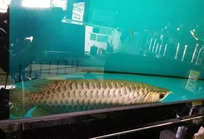 龍魚買回來就死了,什么情況:龍魚在購買后立即死亡的原因 龍魚百科 第5張 龍魚買回來就死了,什么情況:龍魚在購買后立即死亡的原因 龍魚買回來就死了,什么情況:龍魚在購買后立即死亡的原因 龍魚百科 第5張