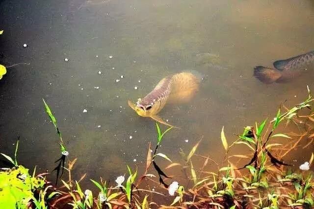 龍魚原生態環境怎么樣：原生態龍魚環境對于龍魚的生長和健康至關重要，家庭水族箱中復制 龍魚原生態環境怎么樣：原生態龍魚環境對于龍魚的生長和健康至關重要，家庭水族箱中復制 龍魚百科 第2張