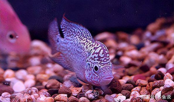 金龍魚為什么怕紅色的東西