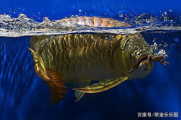 金龍魚為什么怕紅色的東西
