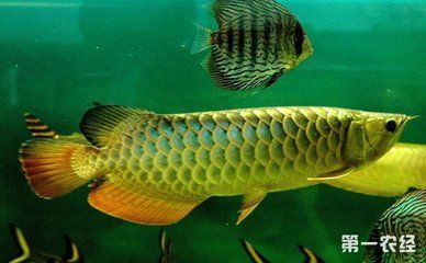 金龍魚與虎魚混養(yǎng)好不好：金龍魚與虎魚是否適合混養(yǎng)之前，我們需要了解這兩種基本特性