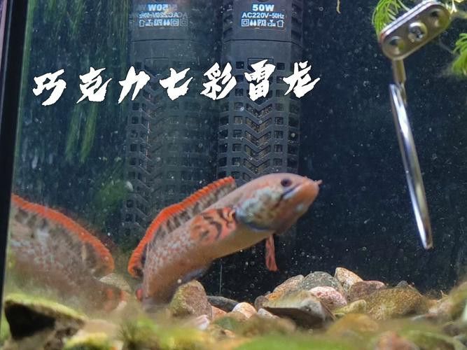 如何區(qū)分七彩龍魚的不同品種？ 如何區(qū)分七彩龍魚的不同品種？ 龍魚百科 第5張