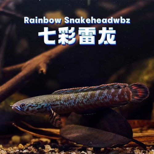 如何區(qū)分七彩龍魚的不同品種？ 如何區(qū)分七彩龍魚的不同品種？ 龍魚百科 第7張