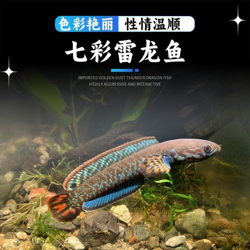 如何區(qū)分七彩龍魚的不同品種？ 如何區(qū)分七彩龍魚的不同品種？ 龍魚百科 第6張